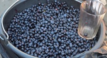 Чорниця з радіацією: з Чорнобильської зони на продаж везли 200 кілограмів ягід