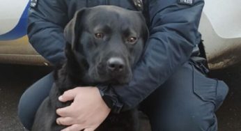 Львівські копи врятували малюка від вірної загибелі: “Загубився, не знав, куди йти”