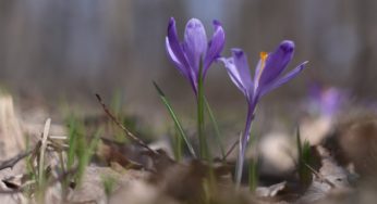 Початок тижня буде теплим, ближче до вихідних – температура піде вниз: прогноз погоди на 29 березня – 4 квітня