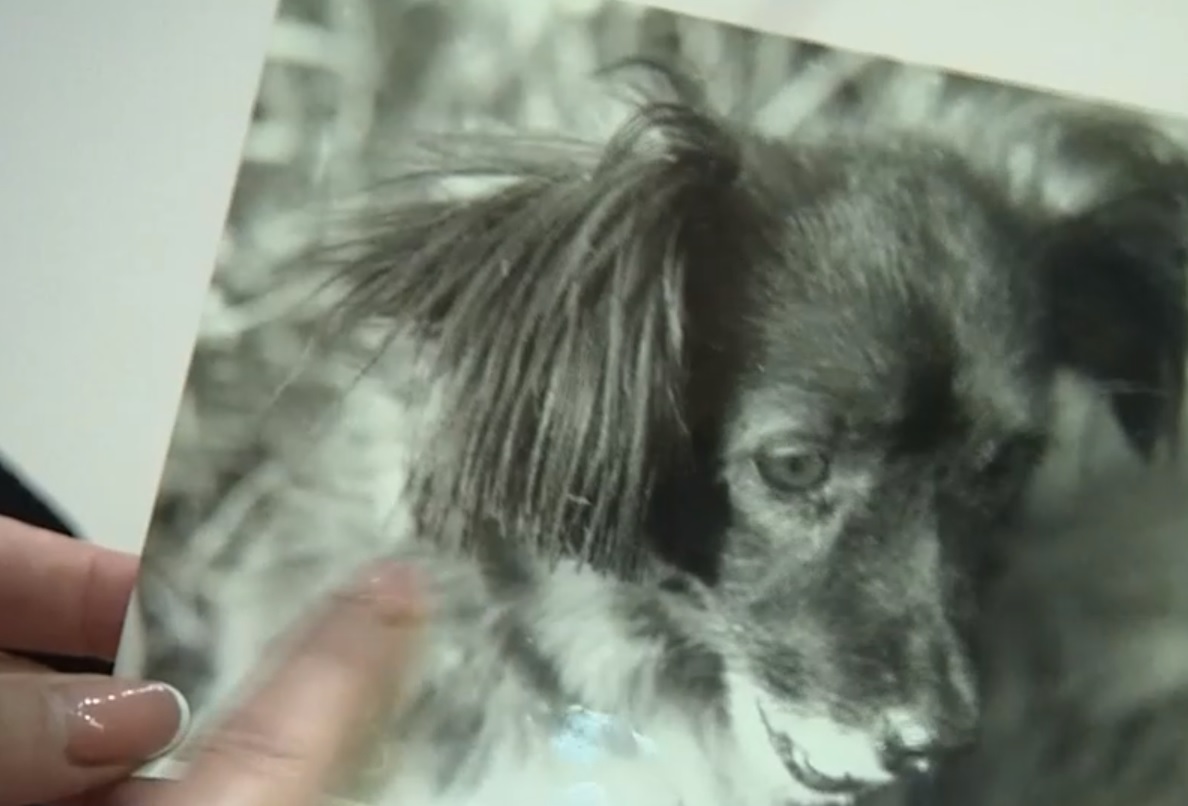 Аварія на ЧАЕС: зворушлива історія про те, як маленька дівчинка врятувала свою собаку