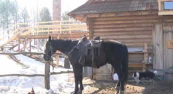 Любов до коней перетворив у бізнес: львів’янин покинув місто і збудував власне ранчо в селі