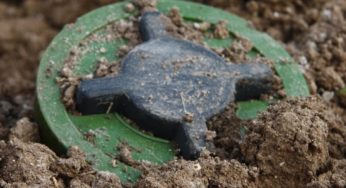 На Сумщині собака врятував життя господарці, підірвавшись на розтяжці