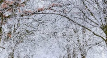 Снігопад та морози вже мчать до України: синоптики повідомили, коли випаде перший сніг